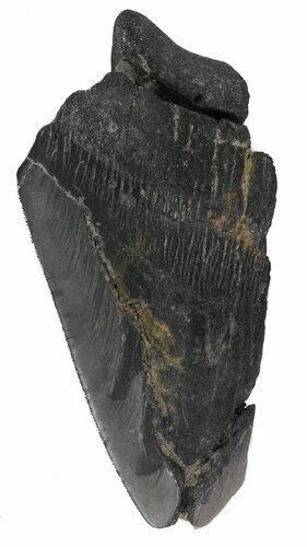 Partial, Megalodon Tooth - Georgia #48924